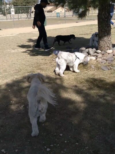 Tierra Buena Park - El Paso, TX
