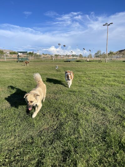 Westside Dog Park - El Paso, TX