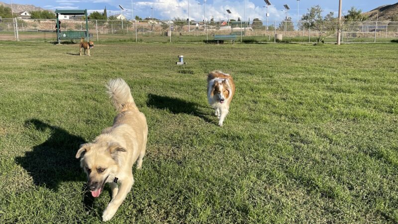 Westside Dog Park - El Paso, TX
