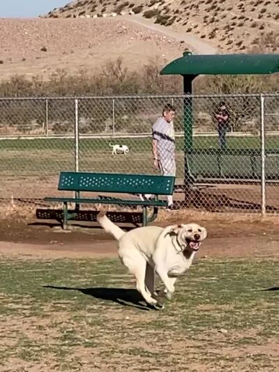 Westside Dog Park - El Paso, TX