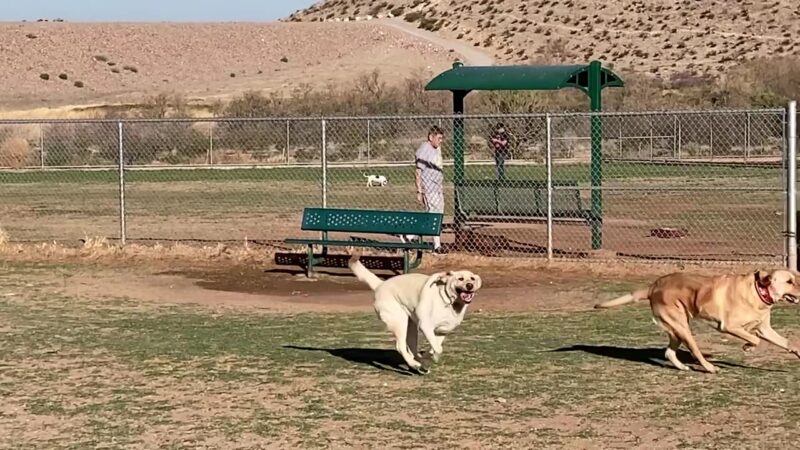 Westside Dog Park - El Paso, TX