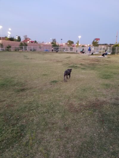 Argal Dog Park - El Paso, TX