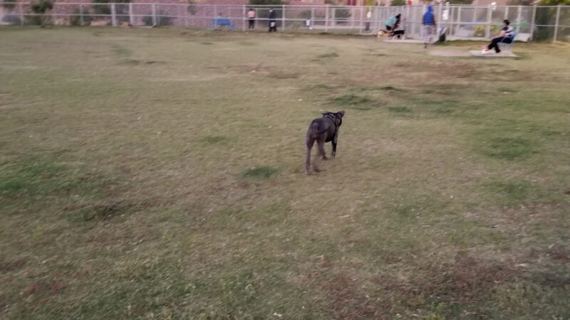Argal Dog Park - El Paso, TX