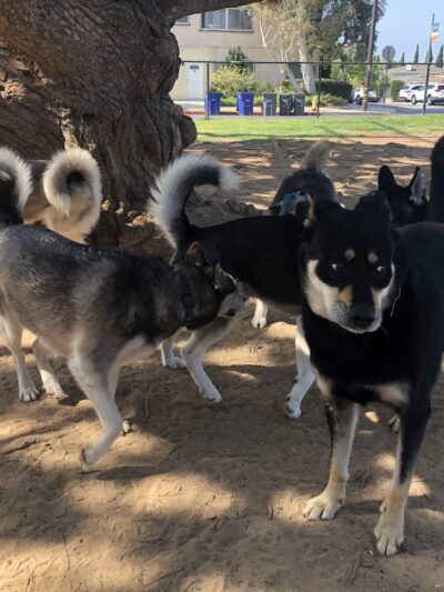 El Segundo Dog Park - El Segundo, CA