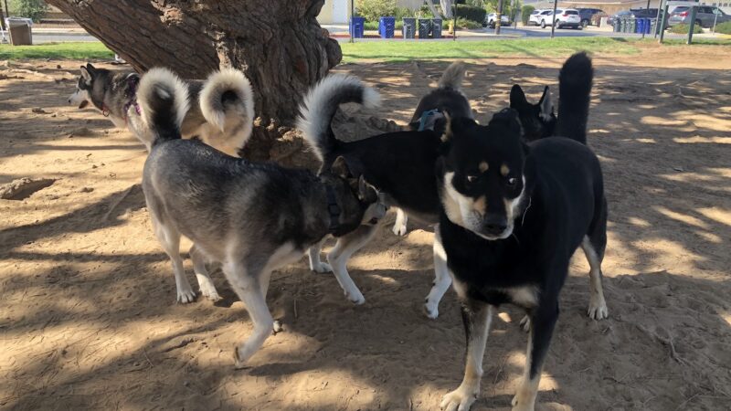 El Segundo Dog Park - El Segundo, CA