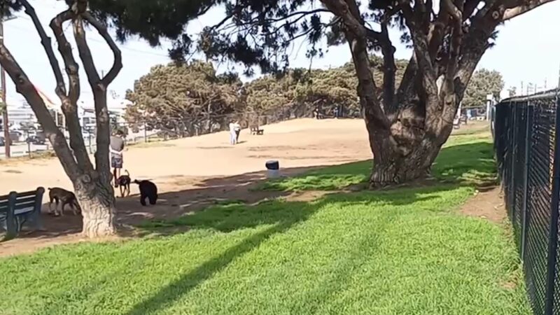 El Segundo Dog Park - El Segundo, CA