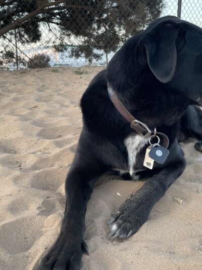 El Segundo Dog Park - El Segundo, CA