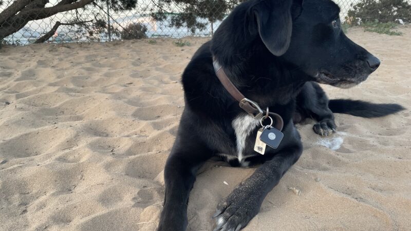 El Segundo Dog Park - El Segundo, CA