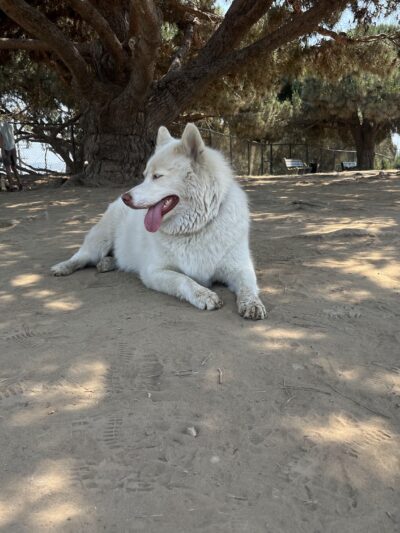 El Segundo Dog Park - El Segundo, CA