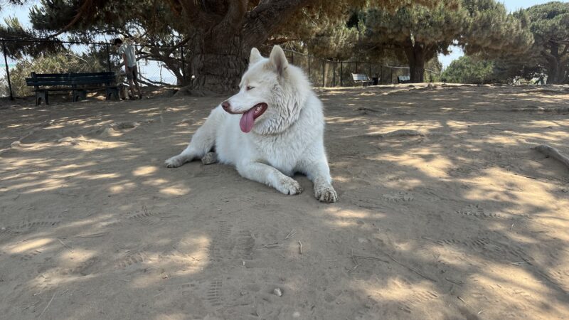 El Segundo Dog Park - El Segundo, CA