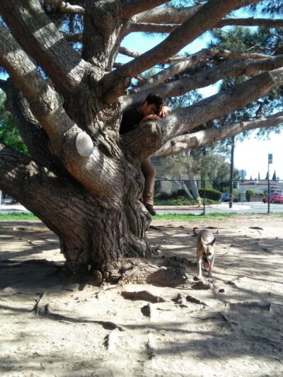 El Segundo Dog Park - El Segundo, CA