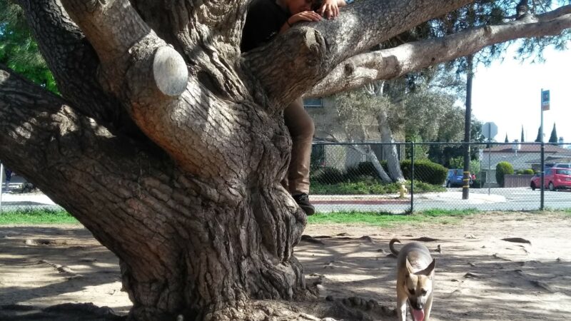 El Segundo Dog Park - El Segundo, CA