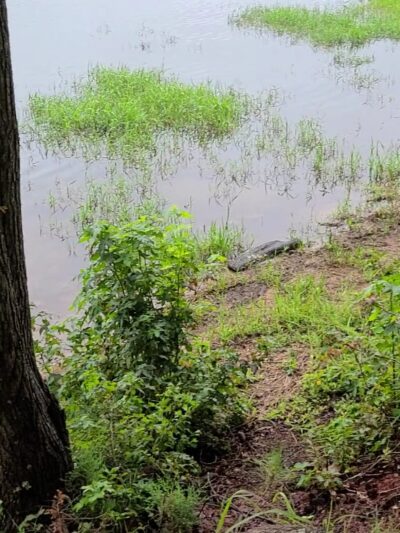 Bobby Brown Park - Elberton, GA