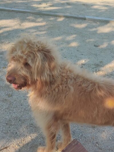 Dog Park - Elburn, IL