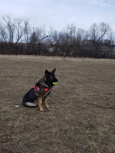 Dog Park - Eldon, MO