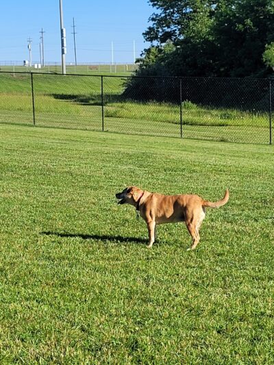 Dog Park - Eldon, MO
