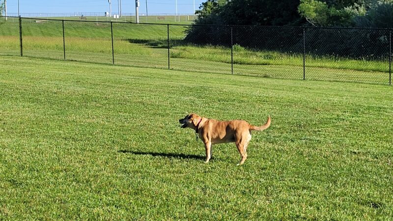 Dog Park - Eldon, MO