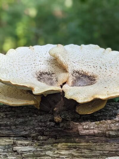 Gunderson Nature Park - Eldora, IA