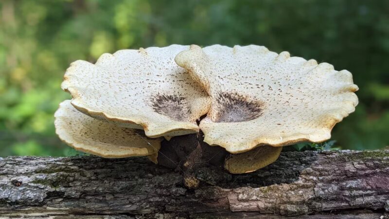 Gunderson Nature Park - Eldora, IA