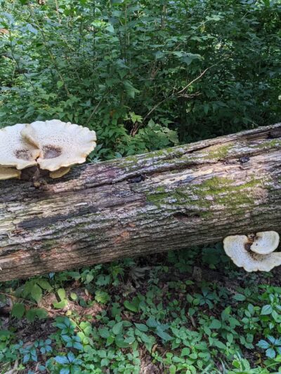 Gunderson Nature Park - Eldora, IA