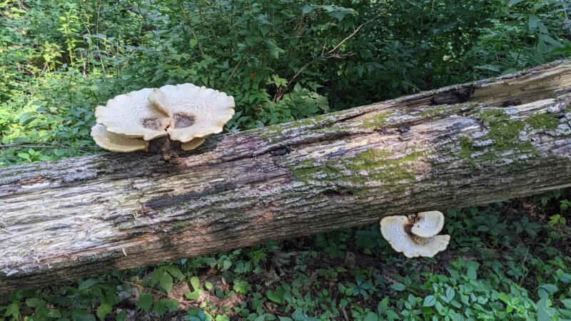 Gunderson Nature Park - Eldora, IA
