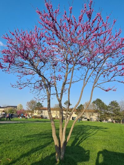 College Green Park - Elgin, IL