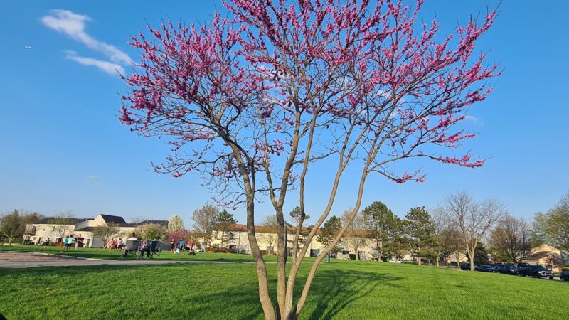 College Green Park - Elgin, IL