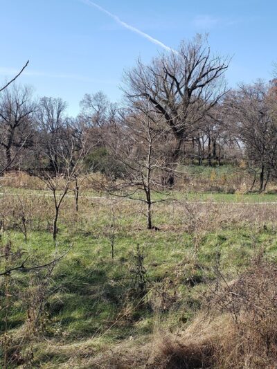 Eagle/Burnidge Park - Elgin, IL