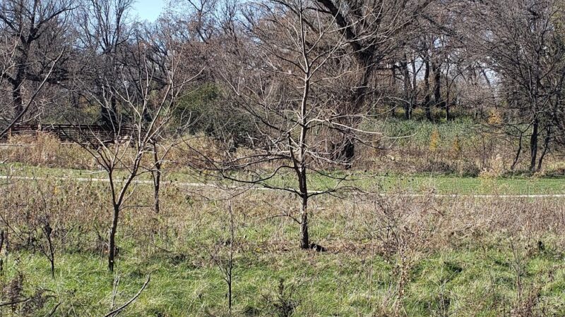 Eagle/Burnidge Park - Elgin, IL