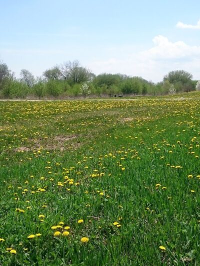 Shamrock Park - Elgin, IL