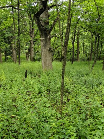 Tyler Creek Forest Preserve - Elgin, IL