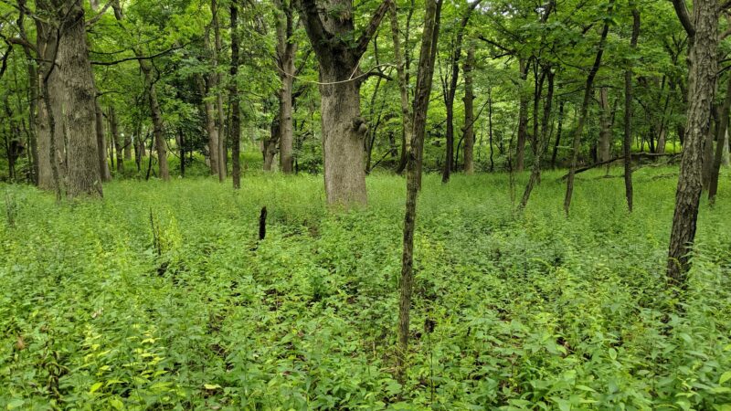 Tyler Creek Forest Preserve - Elgin, IL