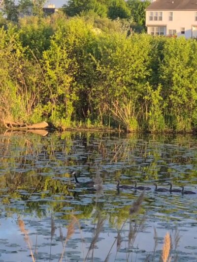 Willow Bay Park - Elgin, IL