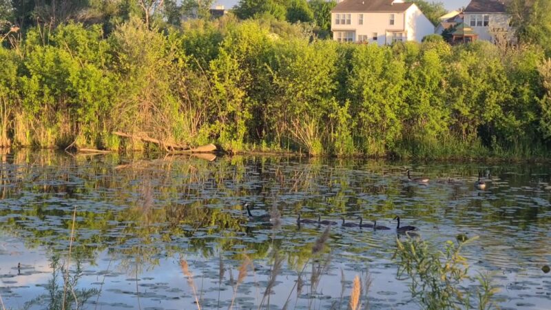 Willow Bay Park - Elgin, IL