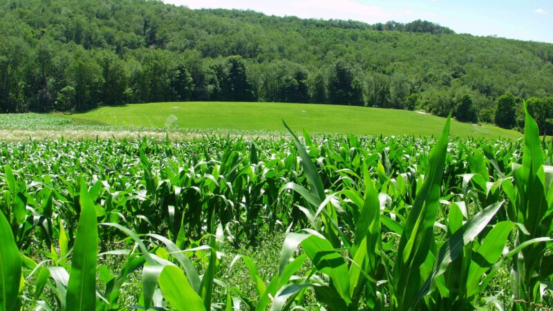 Round Hill Park - Elizabeth, PA