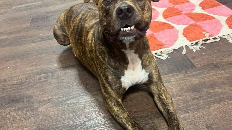 Playful Pups Retreat - Elizabethtown, PA