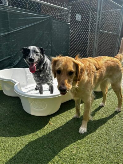 Playful Pups Retreat - Elizabethtown, PA