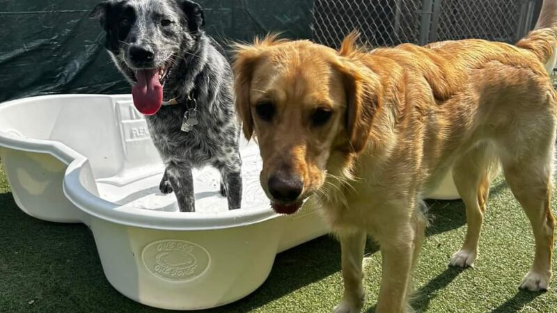 Playful Pups Retreat - Elizabethtown, PA