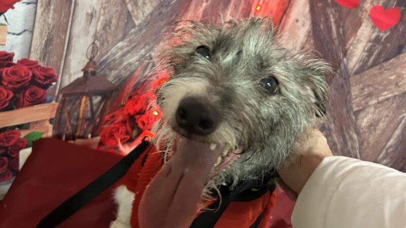 Playful Pups Retreat - Elizabethtown, PA