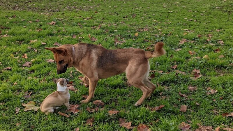 Jacinto Creek Park - Elk Grove, CA