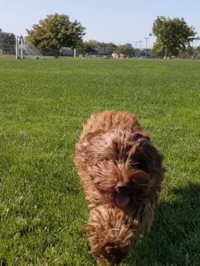 Jacinto Creek Park - Elk Grove, CA