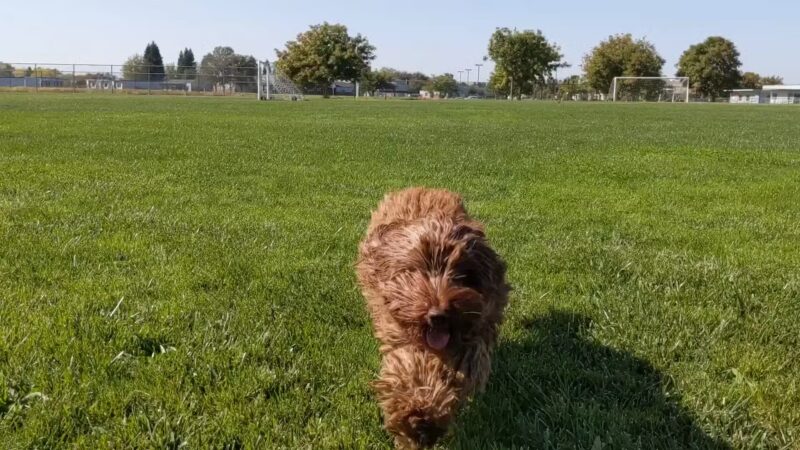 Jacinto Creek Park - Elk Grove, CA