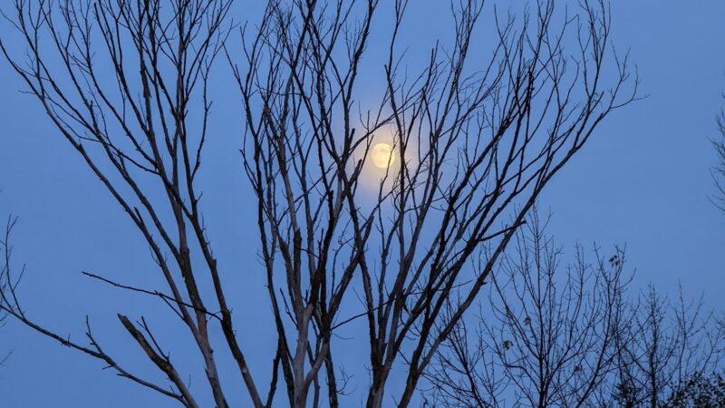 Woodland Meadows Park - Elk Grove Village, IL
