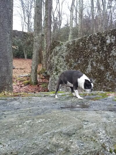 Bear Heaven Recreation Area - Elkins, WV
