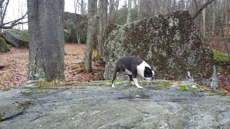 Bear Heaven Recreation Area - Elkins, WV