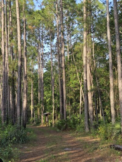 Deep Creek Conservation Area - North Tract Entrance - Elkton, FL