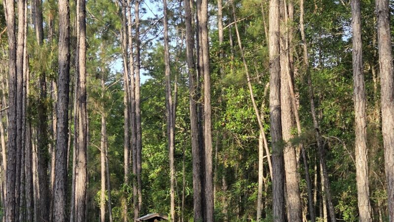 Deep Creek Conservation Area - North Tract Entrance - Elkton, FL