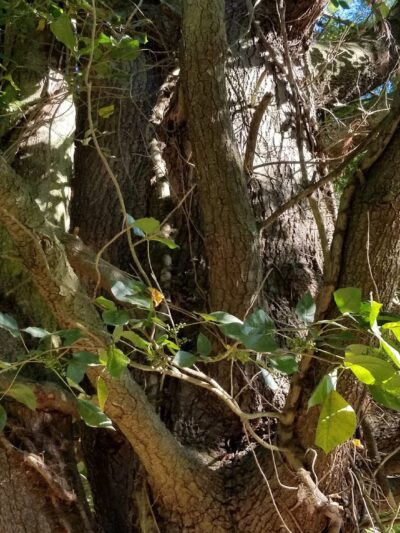 Evans McKinney Park - Elkton, MD