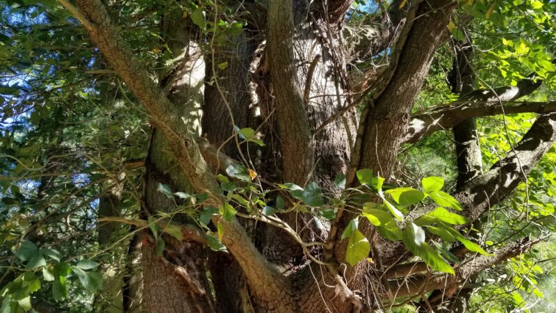 Evans McKinney Park - Elkton, MD