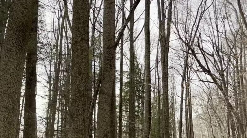 Fair Hill State Natural Resources Management Area - Elkton, MD